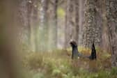 ​With just over 500 capercaillie left, the species could be extinct in the next 30 years.