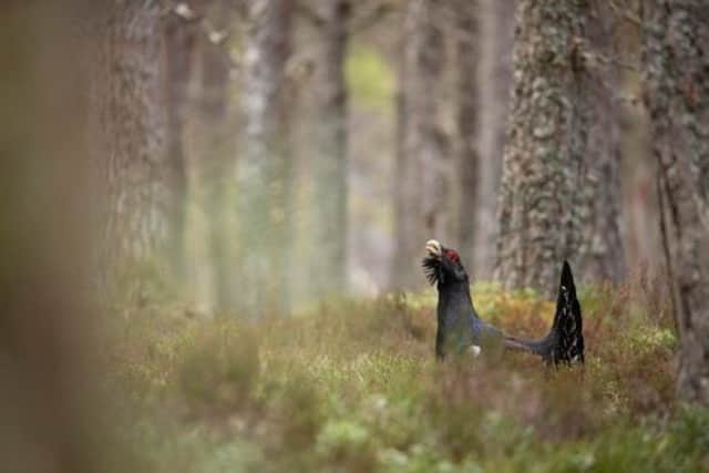 With just over 500 capercaillie left, the species could be extinct in the next 30 years.