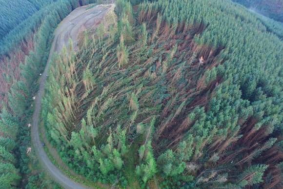 The most intensive damage to Scotland’s woodlands runs down the east coast