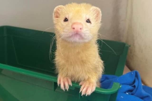 Arthur is inquisitive and looking for a large enclosure with plenty of space with lots of toys.