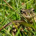 ​Archie Shepherd’s prize-winning entry, ‘One Hidden Frog’.