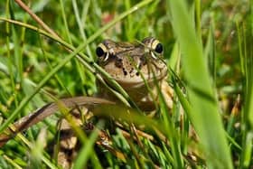 ​Archie Shepherd’s prize-winning entry, ‘One Hidden Frog’.