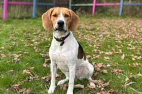 ​Beagle cross Isla is looking for someone to share spirited adventures in the outdoors.