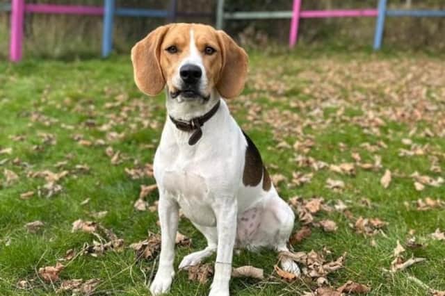 Beagle cross Isla is looking for someone to share spirited adventures in the outdoors.