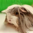 ​Cheddar the guinea pig will be best placed with a family who can give him lots of love.