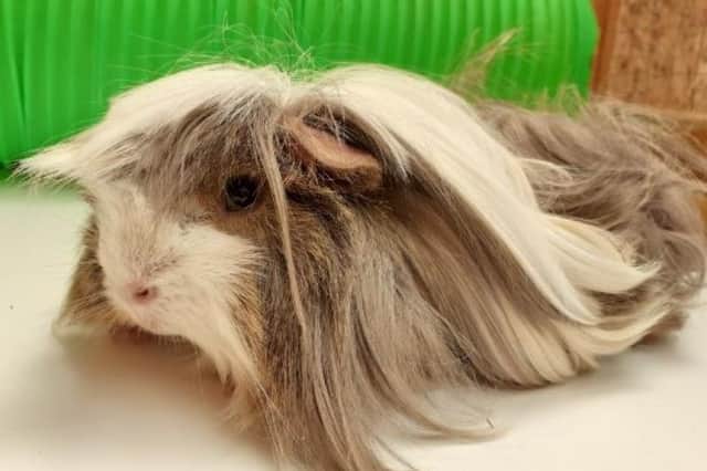 Cheddar the guinea pig will be best placed with a family who can give him lots of love.