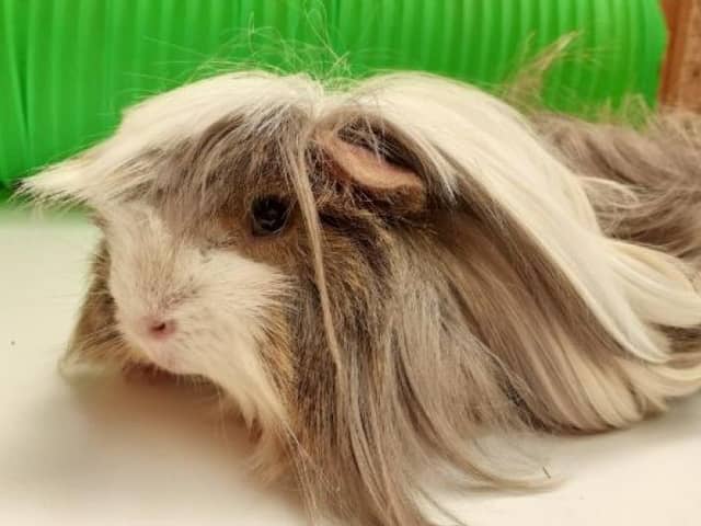 ​Cheddar the guinea pig will be best placed with a family who can give him lots of love.