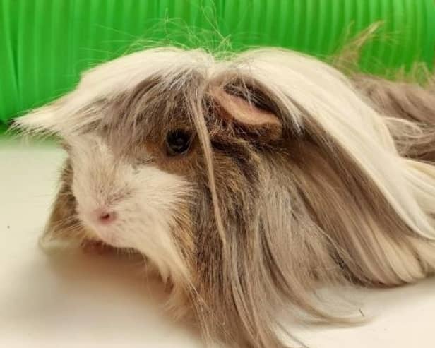 ​Cheddar the guinea pig will be best placed with a family who can give him lots of love.