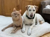 Caring for Peps and Peanut has completely changed Claire's life - Animal News Agency