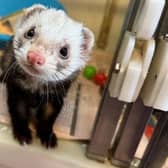 Gunther the ferret has been in the centres care for more than 350 days.
