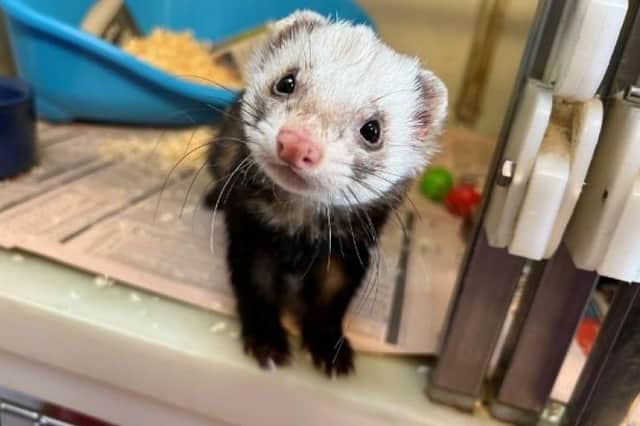 Gunther the ferret has been in the centres care for more than 350 days.