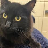 ​George is a shy cat who, with the right owner, will be a wonderful and loving companion.