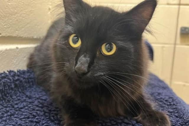 George is a shy cat who, with the right owner, will be a wonderful and loving companion.