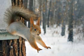 The project will lend a helping hand to the country park’s Red Squirrel population.