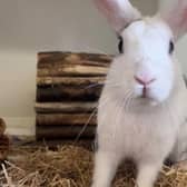 ​Cookie is a sociable rabbit who would get along well with a companion.