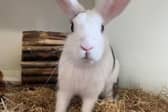 ​Cookie is a sociable rabbit who would get along well with a companion.