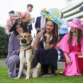 Guide dog puppies interact with racegoers wearing big hats at Ascot Racecourse, as part of their socialisation training to become comfortable around unusual headwear. Research from charity Guide Dogs reveals that dogs can be afraid of hats or objects on people’s heads, as they can make it harder for them to recognise even familiar individuals