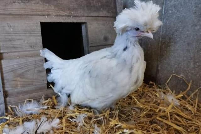 Wednesday the hen was found as a stray and is seeking a home with an existing brood of chickens.