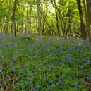 ​FLS is encouraging everyone to get out into their local woodlands.
