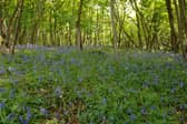 ​FLS is encouraging everyone to get out into their local woodlands.