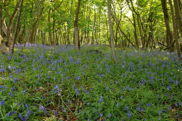 ​FLS is encouraging everyone to get out into their local woodlands.