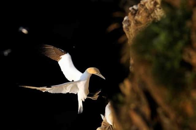 ​A range of measures has been put in place by NatureScot and partners to monitor the seabird population.