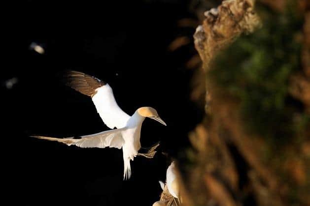 A range of measures has been put in place by NatureScot and partners to monitor the seabird population.
