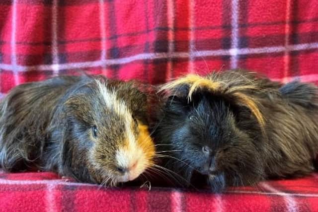 The Angus rehoming centre is seeking new owners for long-haired guinea pigs Mr Morris and Sonny.