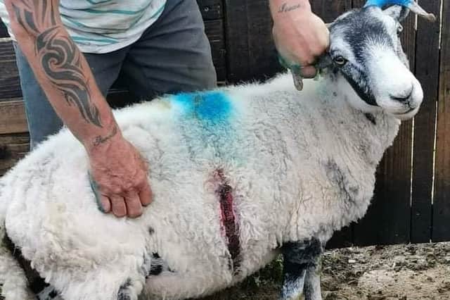 The ewe was found while its wound was still relatively fresh, and it recovered after treatment.  (Police Scotland)