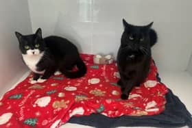 ​Cleocatra and Dolly Purrton are looking for a new home together.