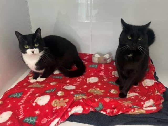 ​Cleocatra and Dolly Purrton are looking for a new home together.