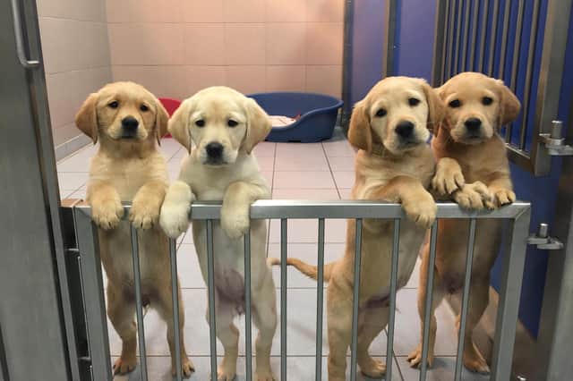 Guide Dogs is looking for volunteers to act as puppy raisers, as well as fosterers for guide dogs in training.