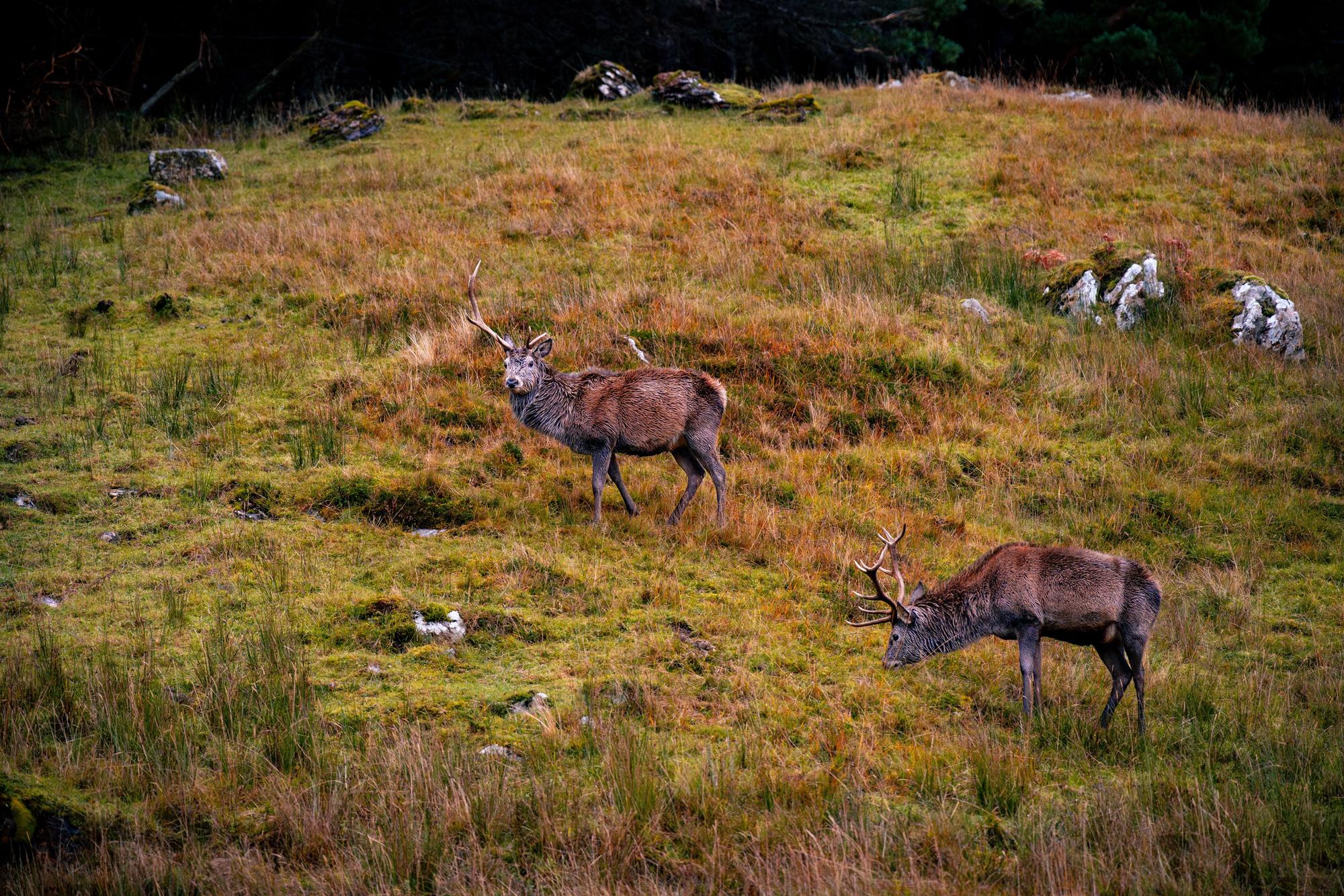 £1m for nature restoration and deer management
