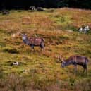 ​The funding will help to support deer management projects across the country.