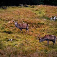 £1m for nature restoration and deer management