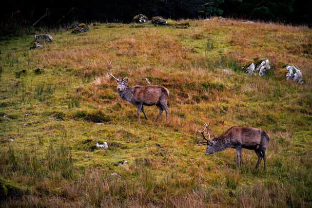 The funding will help to support deer management projects across the country.