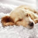 Experts have revealed the benefits of pets sleeping on the bed