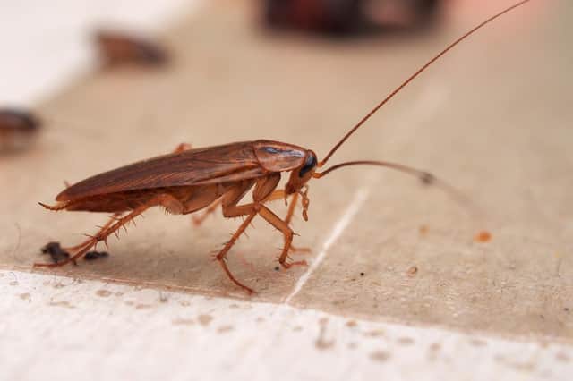 Home and business owners are being warned to look out for cockroaches as they turn on their heating for winter.