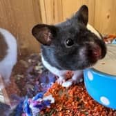 Nibbles is an ​inquisitive Syrian hamster who is always interested in what is going on around her.