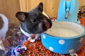 Nibbles is an ​inquisitive Syrian hamster who is always interested in what is going on around her.