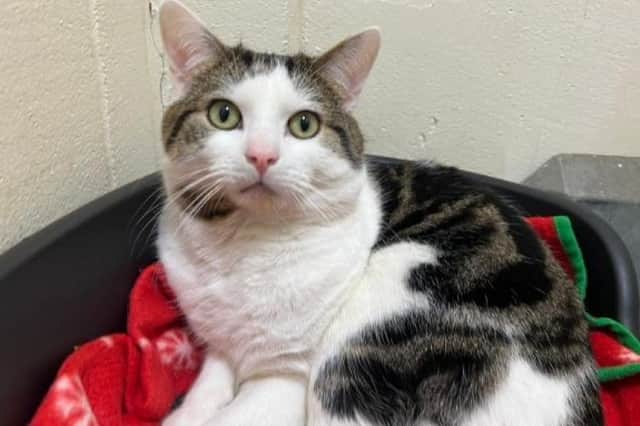 Oscar is currently looking for his new home after being cared for by the Scottish SPCA.
