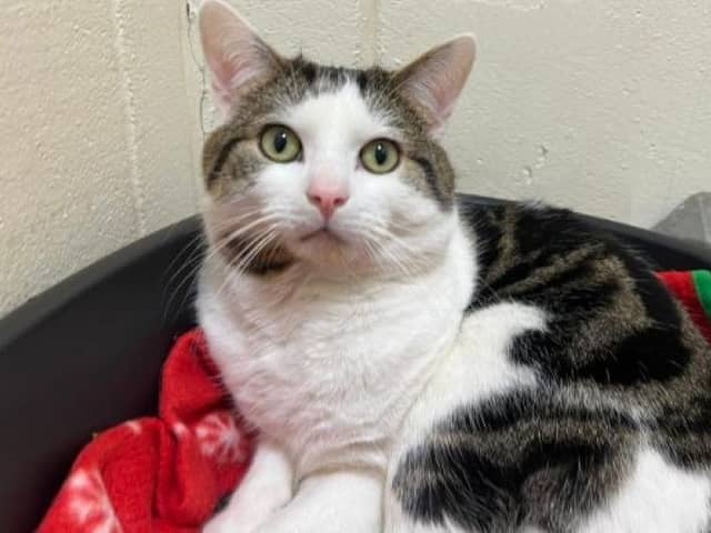 ​Oscar is currently looking for his new home after being cared for by the Scottish SPCA.