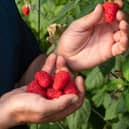 Angus Soft Fruits is reflecting on 30 years of achievement, and looking to the future.
