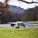 ​Dog walkers are being urged to avoid livestock when out and about in the national park.