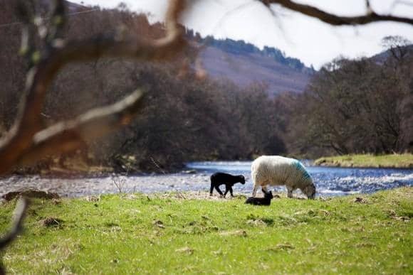 ​Dog walkers are being urged to avoid livestock when out and about in the national park.