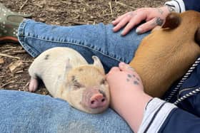 Miniature pigs can make amazing pets - Animal News Agency