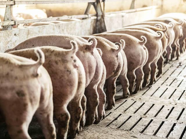 These pigs like to dance to music! (photo: iStock)