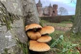Hospitalfield in Arbroath has organised a varied winter programme of events in the approach to Christmas.