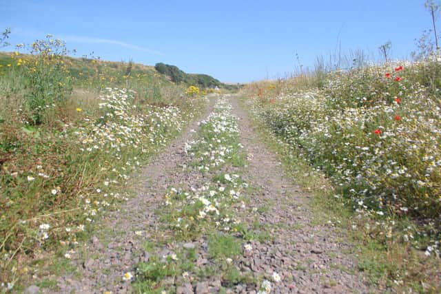 Wildflower planting has also been part of the scheme for the path.