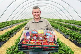 Sergei Kaminski, D. Geddes Farms Soft Fruit Manager, will oversee the supply of 70 million strawberries to Asda. (Photo: Ian Georgeson)